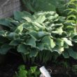 Picture of Regal Splendor Hosta Plant