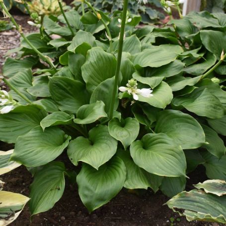 Picture of Royal Crest Hosta Plant