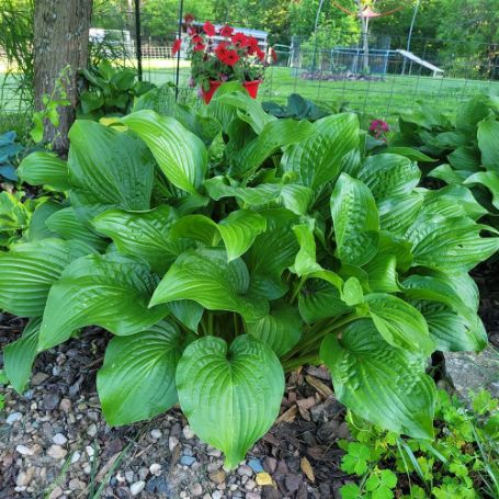 Picture of Royal Standard Hosta Plant