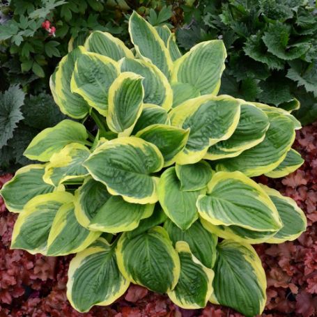 Picture of Royal Wedding Hosta