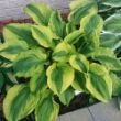 Picture of Royal Wedding Hosta
