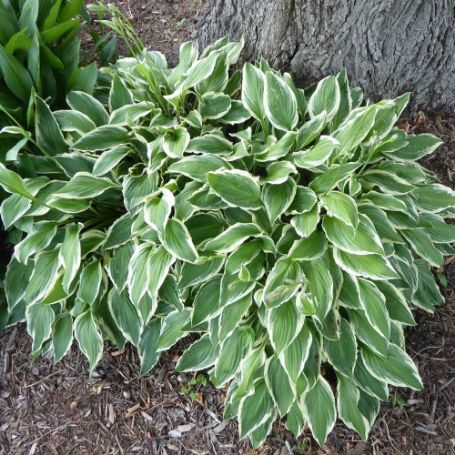 Picture of Undulata Albomarginata Hosta Plant