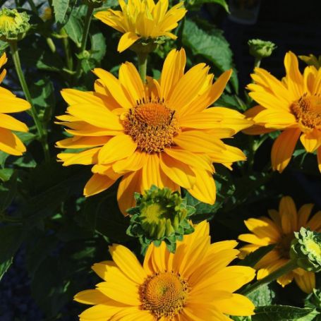 Picture of Tuscan Gold™ Heliopsis Plant