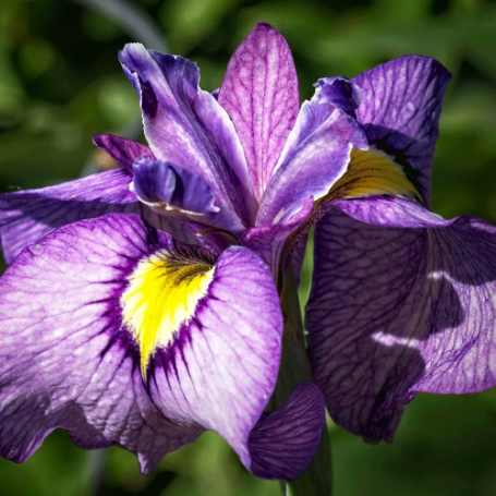 Picture of Shiryukyo Iris Plant