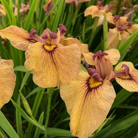 Picture of Yarai Iris Plant
