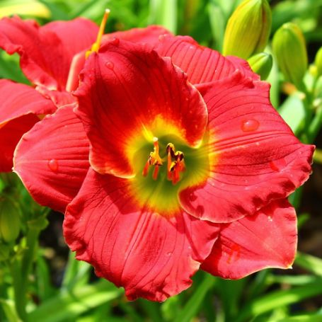 Picture of Red Hot Return Hemerocallis Plant