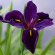 Picture of Black Gamecock Iris Plant