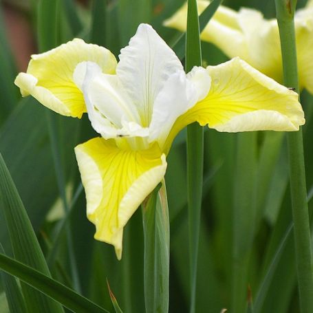 Picture of Butter and Sugar Iris Plant