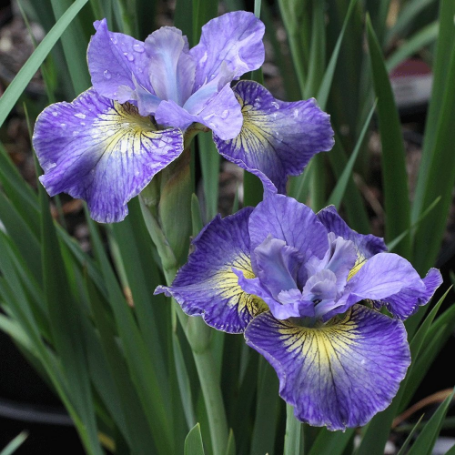 Picture of Cape Cod Boys Iris Plant