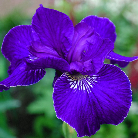 Picture of Ruffled Velvet Iris Plant