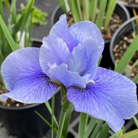 Picture of Sky Mirror Iris Plant