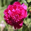 Picture of Karl Rosenfield Peony Plant
