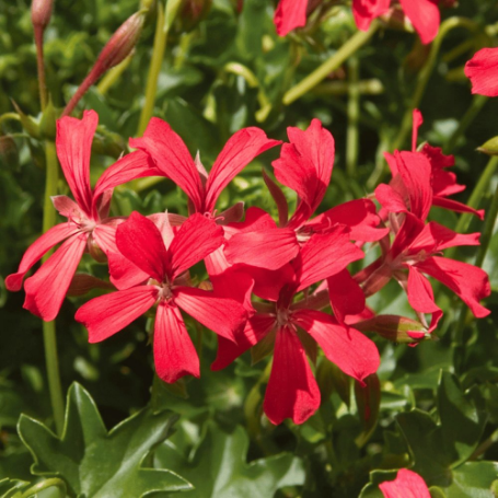 Picture of Cascade Bright Red Geranium Plant