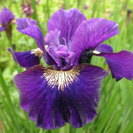Picture of Over In Gloryland Iris Plant