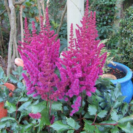 Picture of Vision in Red Astilbe Plant