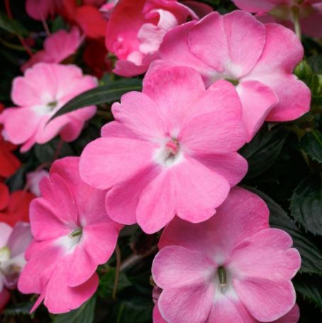 Picture of SunPatiens® Vigorous Pretty Pink Impatiens Plant
