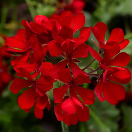 Picture of Cascade Dark Red Geranium Plant