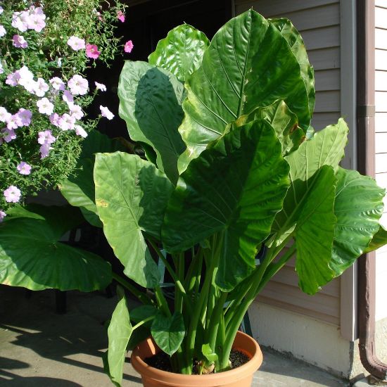 Picture of Upright Elephant Ear Alocasia Plant