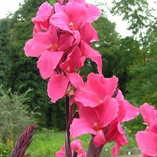 Picture of Aprodite Canna