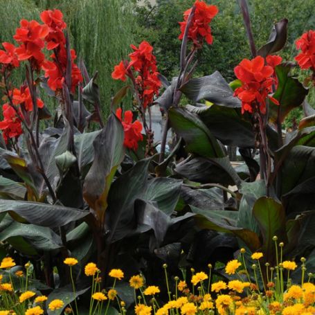 Picture of Black Knight Canna