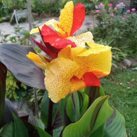 Picture of Cleopatra Canna