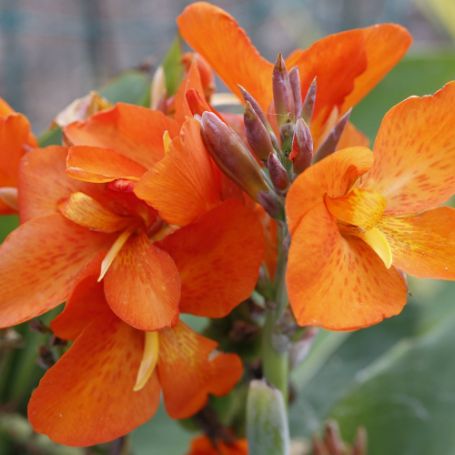 Picture of Orange Beauty Canna
