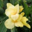 Picture of Primrose Yellow Canna