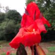 Picture of Red King Humbert Canna