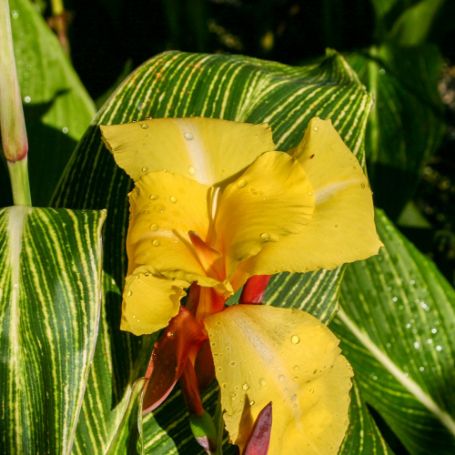 Picture of Striped Beauty Canna