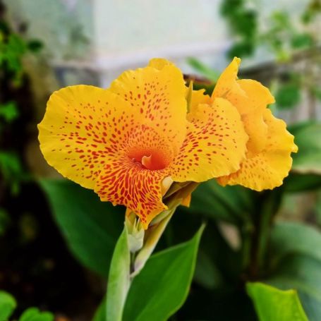 Picture of Yellow King Humbert Canna