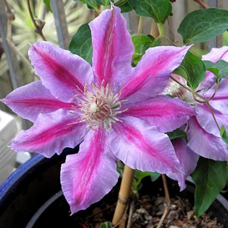 Picture of Bee's Jubilee Clematis Plant