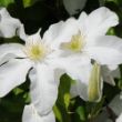 Picture of John Huxtable Clematis Plant