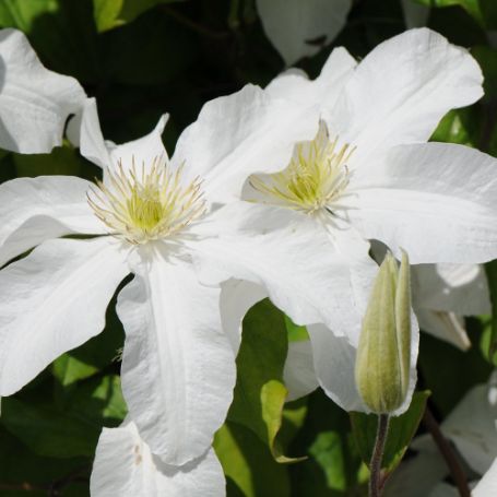Picture of John Huxtable Clematis Plant