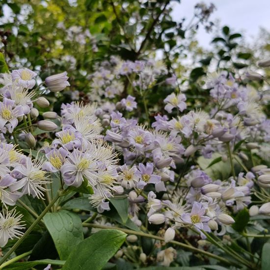 Picture of Mrs. Robert Brydon Clematis Plant
