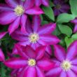 Picture of Pink Champagne Clematis Plant