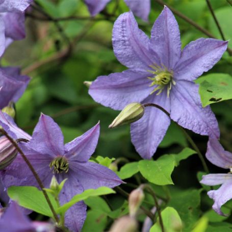 Picture of Prince Charles Clematis Plant