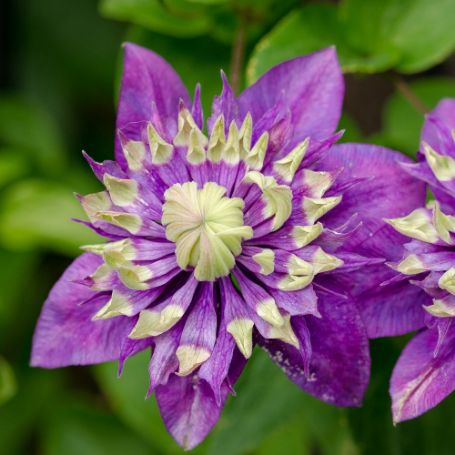 Picture of Taiga Clematis Plant