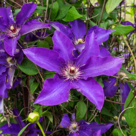 Picture of The President Clematis Plant