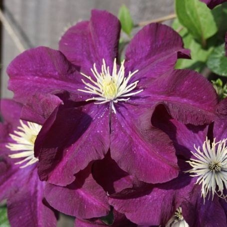 Picture of Warsaw Nike Clematis Plant