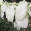 Picture of Garden White Caladium Plant