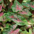 Picture of Pink Beauty Caladium Plant
