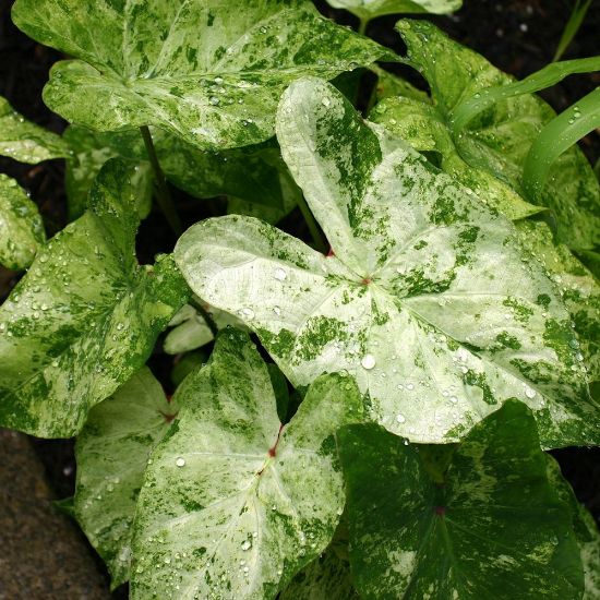Picture of Frog in a Blender Caladium Plant