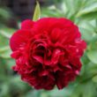 Picture of Ben Franklin Peony Plant