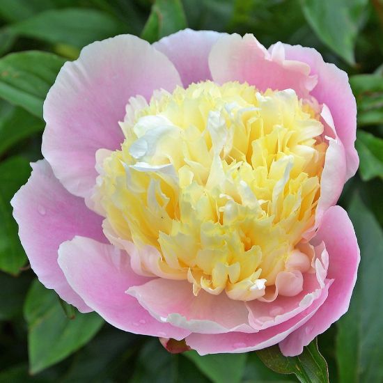 Picture of Bowl of Beauty Peony Plant