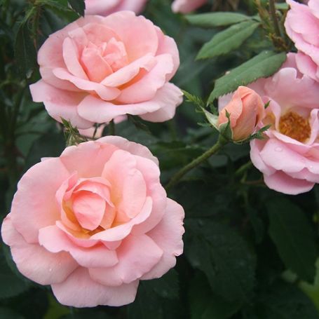 Picture of Knock Out® Peachy Rose Bush