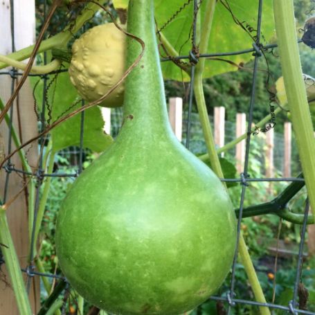 Picture of Large Bottle Gourd