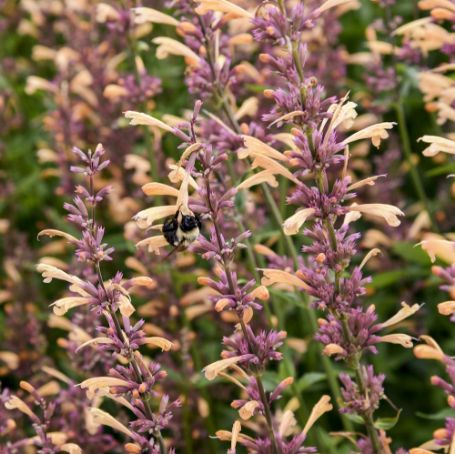 Picture of Meant to Bee™ Queen Nectarine Agastache Plant