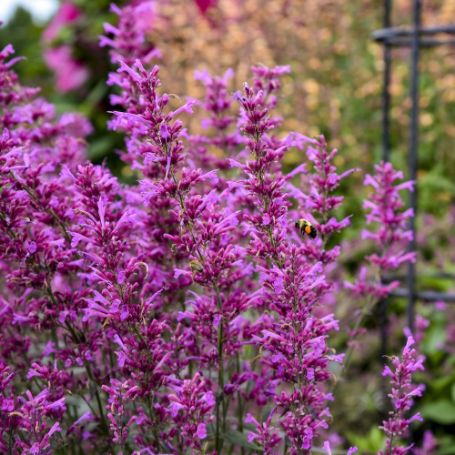 Picture of Meant to Bee™ Royal Raspberry Agastache Plant