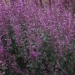 Picture of Meant to Bee™ Royal Raspberry Agastache Plant
