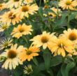 Picture of Color Coded® One in a Melon Echinacea Plant